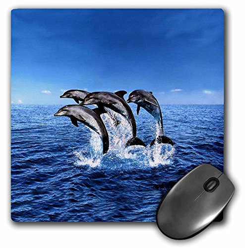 3dRose LLC 8 x 8 x 0.25 Inches Mouse Pad, Dolphins (mp_308_1)