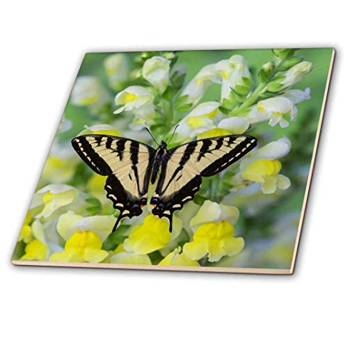 3D Rose Western Tiger Swallowtail Butterfly Papilio rutulus Multicolor