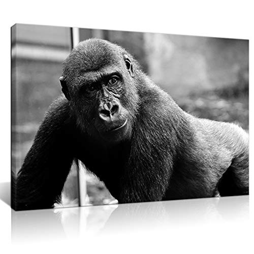 Artsbay Black and White Animal Canvas Wall Art Monkey Poster Painting on Canvas Chimpanzee Gorilla Picture Print for Modern Bedroom Office Decor Stretched Ready to Hang Artsbay Black and White Animal Canvas Wall Art Monkey Poster Painting on Canvas Chimpanzee Gorilla Picture Print for Modern Bedroom Office Decor Stretched Ready to Hang