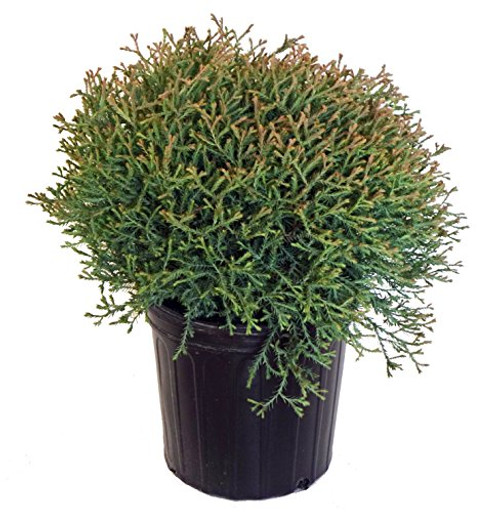 Thuja Mr_ Bowling Ball Arborvitae Evergreen 2 - Size Container