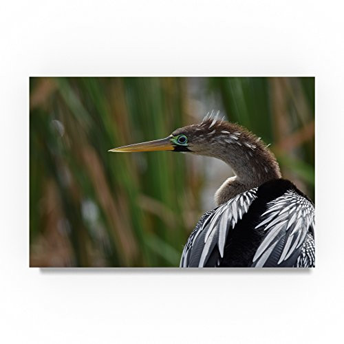 Anhinga Center by Robert Michaud 12x19-Inch