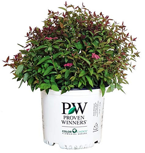 Proven Winners - Spiraea jap_ Double Play Red Spirea Shrub red flowers 3 - Size Container