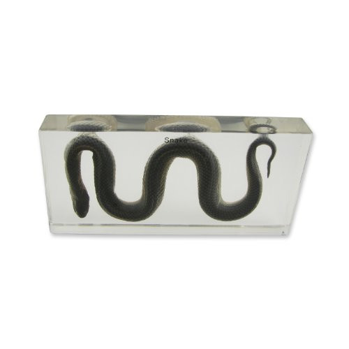 REALBUG Water Snake Specimen