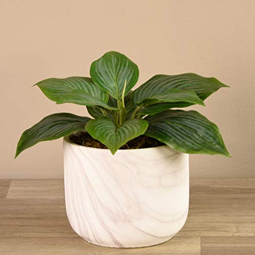 BLOOMR Hosta Plant Green 4107-90-1 h 9_8
