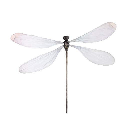 Posterazzi Collection Minimalist Dragonfly Poster Print by Atelier B Art Studio 24 x 24