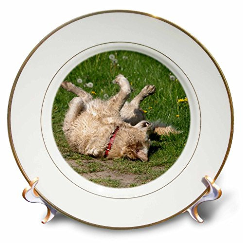 3dRose cp-78913-1 Golden Retriever Plays Porcelain Plate 8-Inch