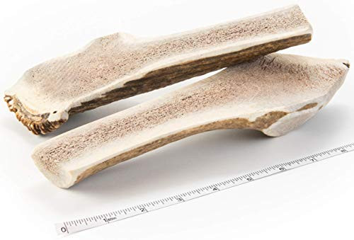Devil Dog Pet Co Split Antler Dog Chew - Premium Split Elk Antlers for Dogs - Long Lasting for Non Aggressive Chewers - No Mess No Odor - Wild Shed Elk Horns - Veteran Owned 2 Pack Large Devil Dog Pet Co Split Antler Dog Chew - Premium Split Elk Antlers for Dogs - Long Lasting for Non Aggressive Chewers - No Mess No Odor - Wild Shed Elk Horns - Veteran Owned 2 Pack Large