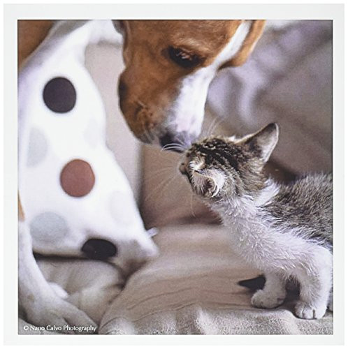 3dRose Dog and Kitten nose to nose - Greeting Cards, 6 x 6 inches, set of 6 (gc_47161_1)