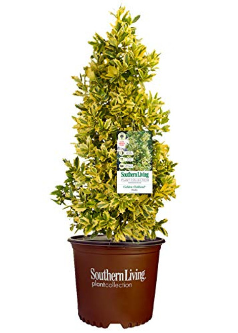 Southern Living Golden Oakland Holly 3 Gal Yellow