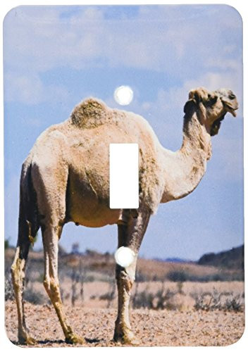3dRose lsp-70908-1 Camel Outback Northern Terrtory Australia Single Toggle Switch