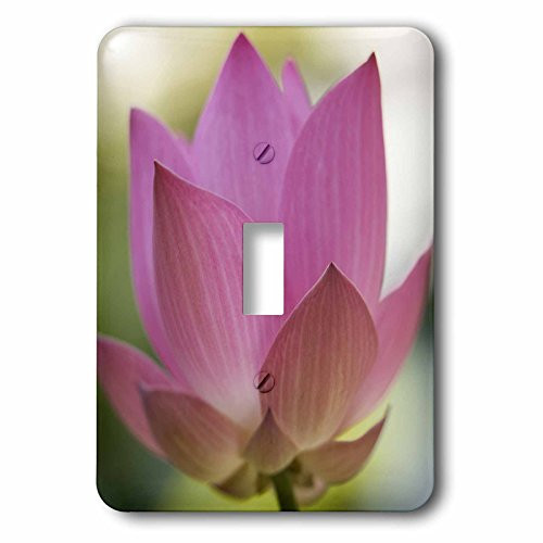 3dRose lsp-72124-1 Bloom of Lotus Flower Bangkok Thailand Single Toggle Switch