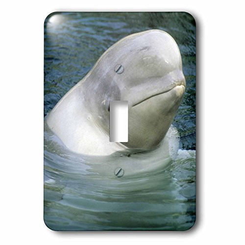 3dRose lsp-76127-1 Beluga whale Vancouver Aquarium-CN02 KSC0002-Kevin Schafer Single Toggle Switch