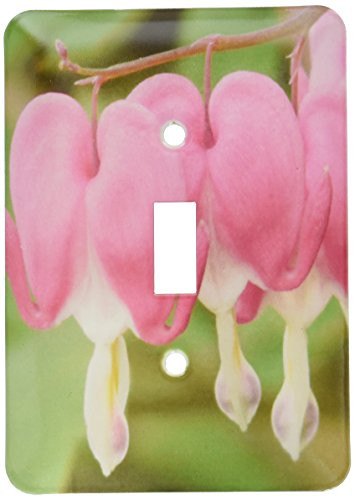 3dRose lsp-49864-1 Pink Bleeding Heart Flowers Floral Photography Single Toggle Switch