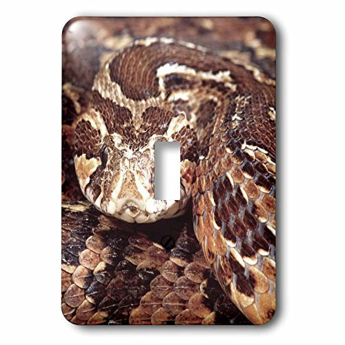 3dRose LLC lsp-83954-1 Palestine Viper Snakem Na02 Dno0440m David Northcott Single Toggle Switch