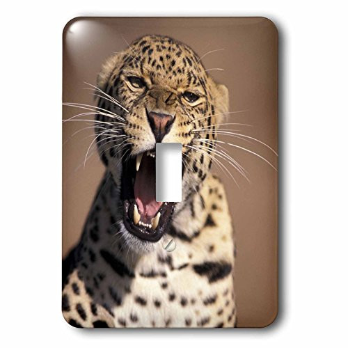 3dRose lsp-84667-1 Africa East Africa_ African Leopard Captive Na02 Swe0027 Stuart Westmorland Single Toggle Switch