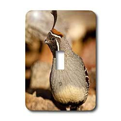 3dRose LLC lsp-84021-1 Male Gambels Quail Bird Se Arizona Na02 Dno0640 David Northcott Single Toggle Switch