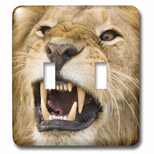 3dRose lsp-73093-2 Africa Kenya Masai Mara male lion bearing teeth Double Toggle Switch
