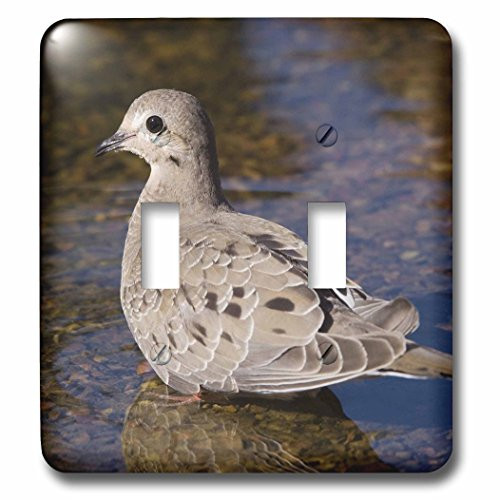3dRose lsp-84309-2 Mourning Dove Bird Rio Grande Valley Texas Na02 Rnu0195 Rolf Nussbaumer Double Toggle Switch 3dRose lsp-84309-2 Mourning Dove Bird Rio Grande Valley Texas Na02 Rnu0195 Rolf Nussbaumer Double Toggle Switch