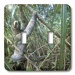 3dRose lsp-86928-2 Panama Colon Province Three-Toed Sloth Wildlife Sa15 Pso0002 Paul Souders Double Toggle Switch