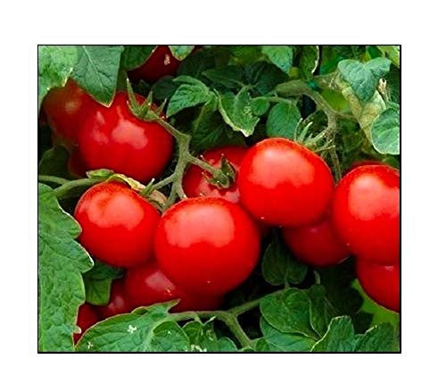 250 Cherry Tomato Seeds Large  Non-GMO  Fresh Garden Seeds