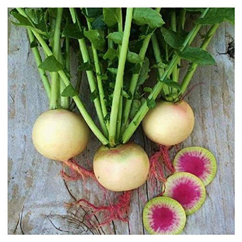 Watermelon Radish Seeds  Heirloom  and  Non-GMO Vegetable Seeds  Radish Seeds for Planting Home Outdoor Gardens  Planting Instructions Included with Each Packet