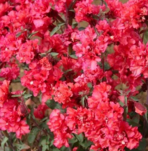 Clarkia Elegant Double Dark Salmon Flower Seeds 1000 Heirloom Seeds Per Packet Non GMO Seeds Clarkia Unguiculata