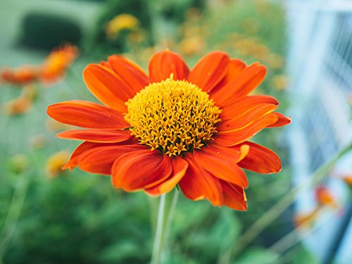Mexican Sunflower Goldfinger Flower Seeds100 Heirloom Sunflower Seeds Per Packet Non GMO Seeds Islas Garden Seeds