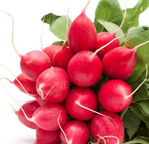 Cherry Belle Radish Seeds 100 Heirloom Seeds Per Packet Non GMO Seeds