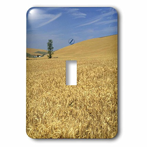 3dRose lsp-93747-1 Agriculture Golden Wheat Near Pendleton Oregon-US38 DFR0102-David R_ Frazier Single Toggle Switch Multicolor