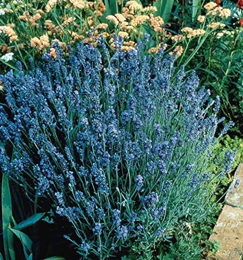Outsidepride Lavender Lady - 100 Seeds
