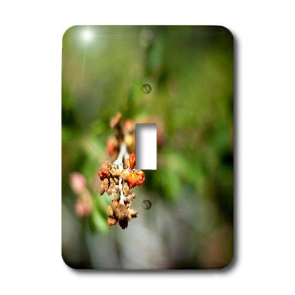 3dRose LLC lsp-59648-1 An Orange Budding Branch in Grass Valley Utah Single Toggle Switch