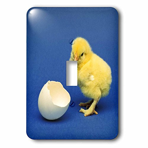 3dRose lsp-83723-1 Baby Chick Bird Na02 Dfr0041 David R_ Frazier Single Toggle Switch