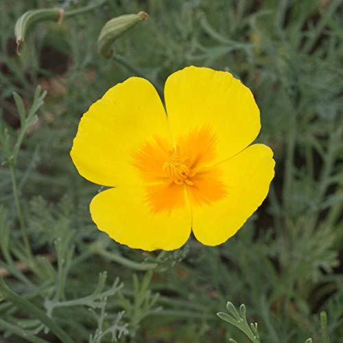 Outsidepride California Poppy Golden West - 5000 Seeds