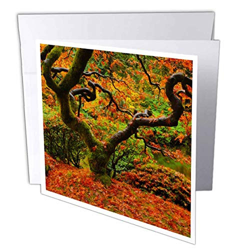 3dRose Autumn at the Portland Japanese Garden Portland Oregon USA Greeting Cards Set of 6 gc-191630-1
