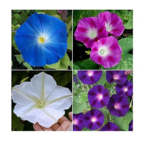 Davids Garden Seeds Flower Morning Glory Top of The Morning 7776 Multi 50 Non-GMO Heirloom Seeds