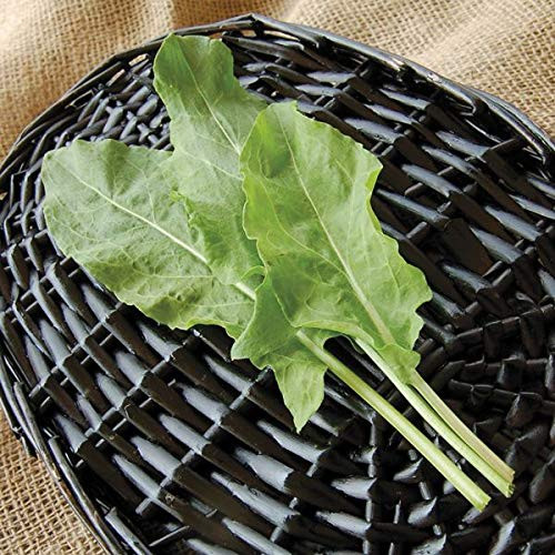 Davids Garden Seeds Greens Leafy Sorrel 2235 Green 100 Non-GMO Open Pollinated Seeds