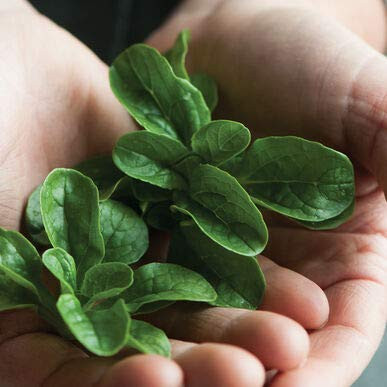 Davids Garden Seeds Leafy Greens Mache VIT 4924 Green 200 Non-GMO Open Pollinated Seeds