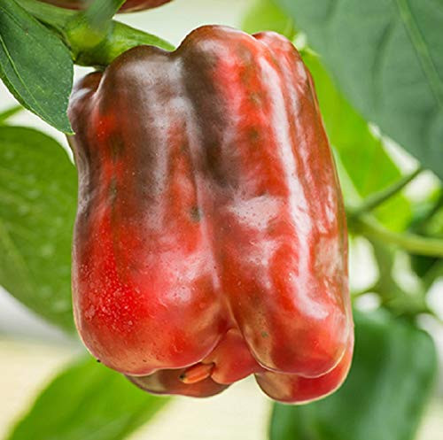 Davids Garden Seeds Pepper Bell King of The North SL7309 Red 25 Non-GMO Heirloom Seeds
