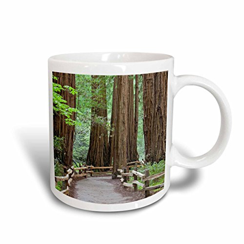 3dRose mug_190995_2 USA, California Trail Through Muir Woods Nm in Springtime Ceramic Mug, 15-Ounce