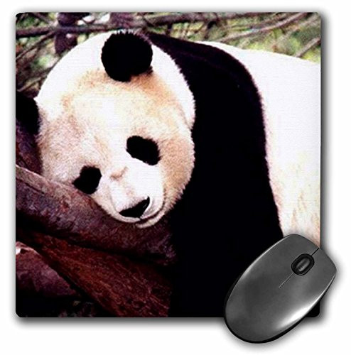 3dRose LLC 8 x 8 x 0.25 Inches Mouse Pad, Panda Bear (mp_515_1)