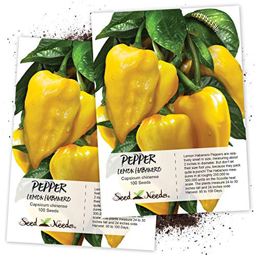Seed Needs Lemon Habanero Pepper Capsicum chinense Twin Pack of 100 Seeds Each Non-GMO