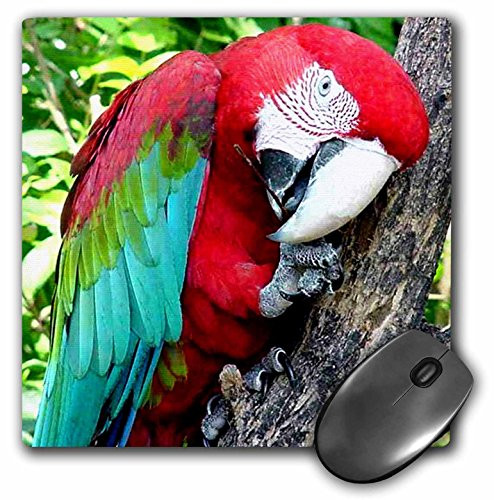 3dRose LLC 8 x 8 x 0.25 Inches Mouse Pad, Greenwing Macaw (mp_1027_1)