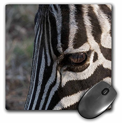 3dRose LLC 8 x 8 x 0_25 Inches Mouse Pad Common Zebra Kapama Game Reserve South Africa-Af42 Spi0060 - Sergio Pitamitz mp-76361-1