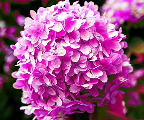 10 Pcs Pink Hydrangea Seeds Perennial Hardy Garden Shrub Bloom Flower Bush