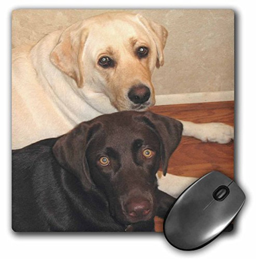 3dRose LLC 8 x 8 x 0.25 Inches Labrador Retriever Mouse Pad (mp_3323_1)