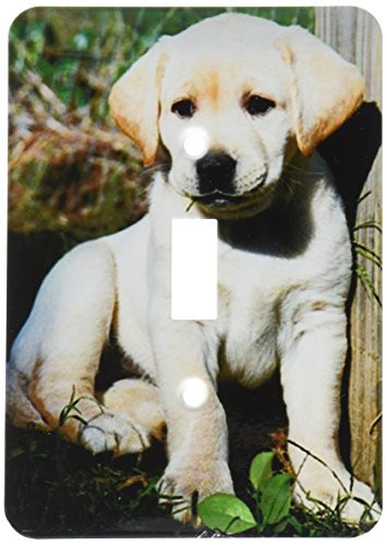 3dRose lsp_969_1 Cute Yellow Lab Puppy Single Toggle Switch