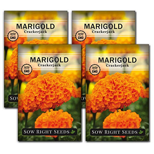 Sow Right Seeds Crackerjack Marigold Seeds - Full Instructions for Planting Beautiful to Plant in Your Flower Garden Non-GMO Heirloom Seeds Wonderful Gardening Gift 4