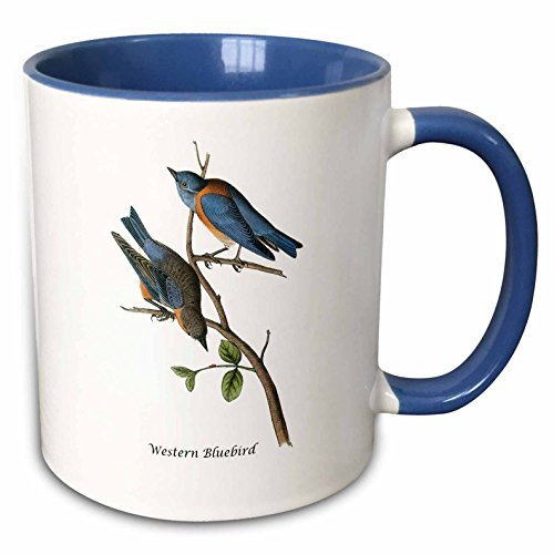 3dRose Western Bluebird By John James Audubon Two Tone Mug 11 oz BlueWhite