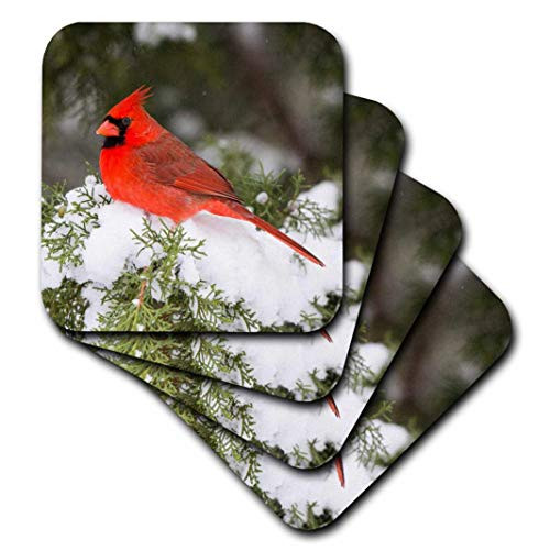 3dRose Illinois, USA - Northern Cardinal male in Juniper tree in winter. - Soft Coasters, set of 4 (cst_209787_1)