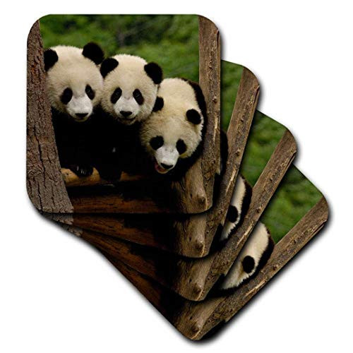 3dRose cst_70209_1 Giant Panda Bears, Wolong China Conservation, China-As07 Pox0378-Pete Oxford-Soft Coasters, Set of 4
